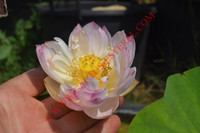 Nelumbo 'Little Cutie Pie'