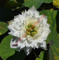 Nelumbo 'Little Goddess of Nanyue'