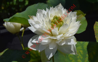 Nelumbo 'Little Goddess of Nanyue'