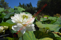 Nelumbo 'Little Goddess of Nanyue'