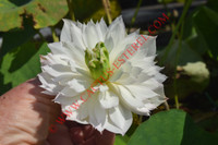 Nelumbo 'Little Goddess of Nanyue'