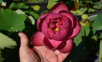 Nelumbo 'Midnight'