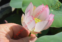 Nelumbo 'Ping Ting'