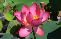 Nelumbo 'Qian Xiaozi'