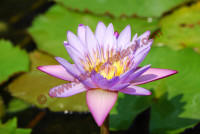 Nymphea 'Panama Pacific'
