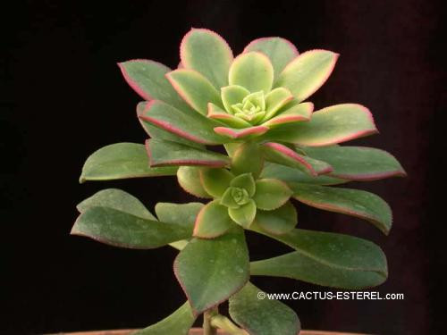 Aeonium haworthii 'Dream Color'