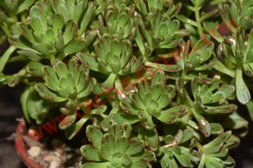 Aeonium sedifolium