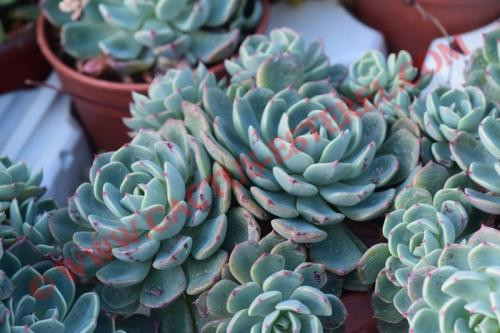 Echeveria 'Sitifukumiama'