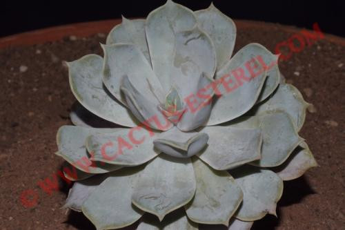 Echeveria lilacina
