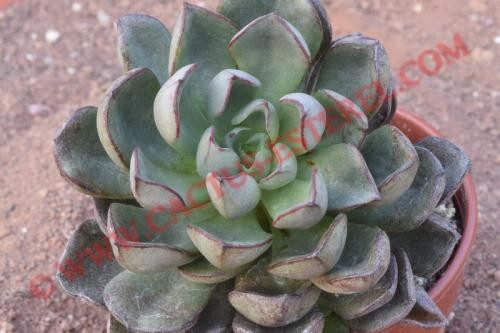 Echeveria moranii