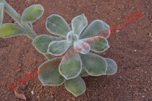 Echeveria pulvinata 'Frosty'