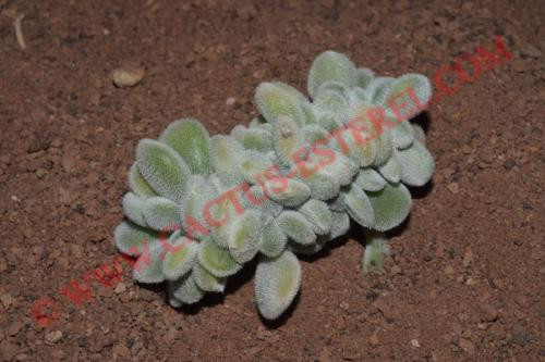 Echeveria pulvinata 'Frosty' f.cristata