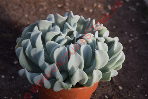 Echeveria runyonii 'Topsy Turvy'