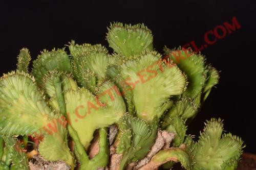 Euphorbia flanaganii 'Cristata'