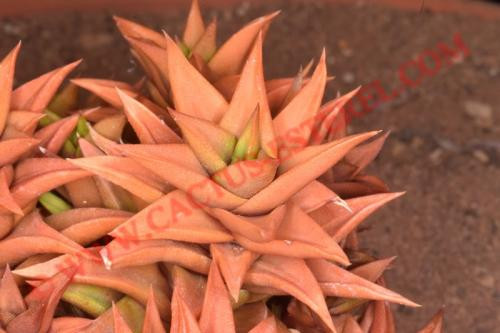 Haworthia subtortuosa