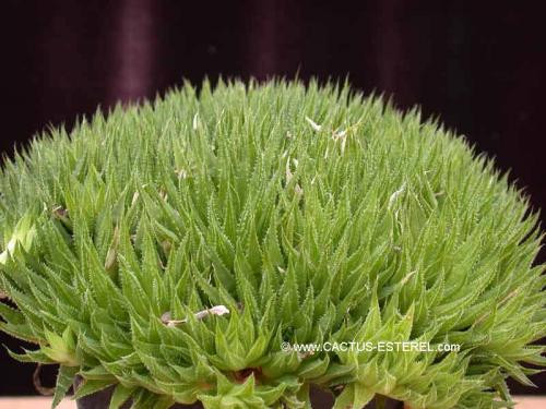 Haworthia tenera