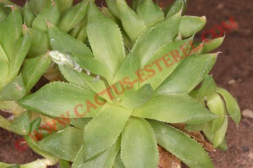 Haworthia triebneri v.nitida
