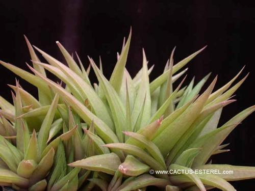 Haworthia ubomboensis
