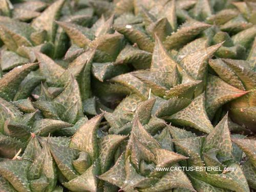 Haworthia venosa ssp. tesselata