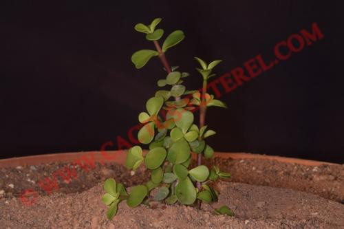 Portulacaria afra