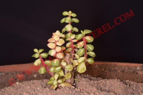 Portulacaria afra 'Tricolor'