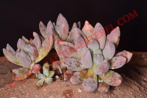 Sedeveria 'Blue Mist'