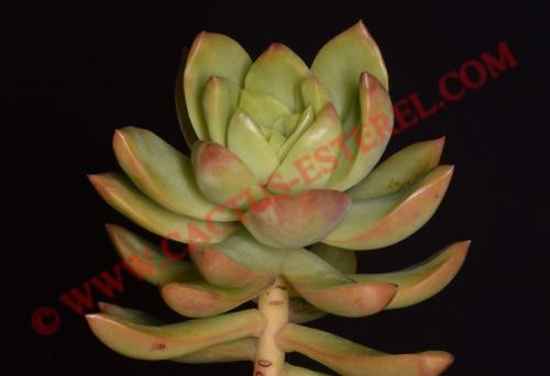 Sedum 'Golden Glow'