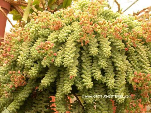 Sedum burrito