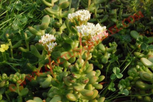 Sedum lucidum 'Obesum'
