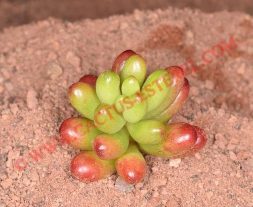 Sedum rubrotinctum