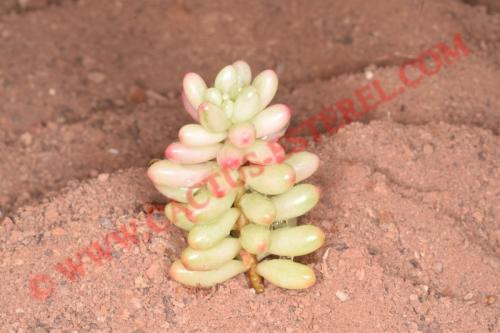Sedum rubrotinctum 'Aurora'