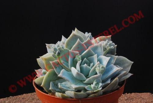Sedum suaveolens