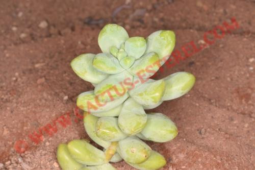 Sedum treleasii