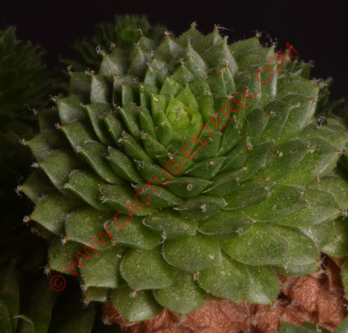 Sempervivum 'Pixie'