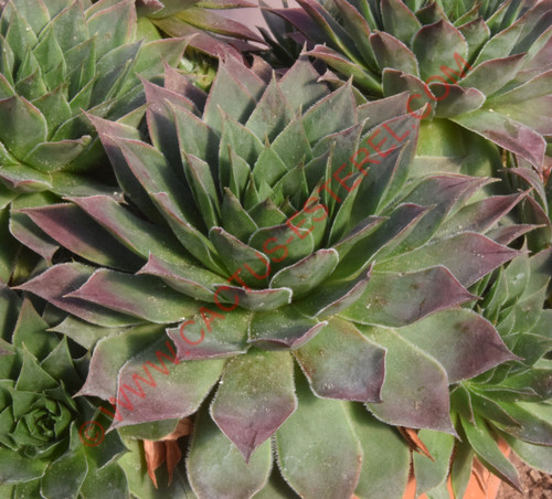Sempervivum cahilasicum