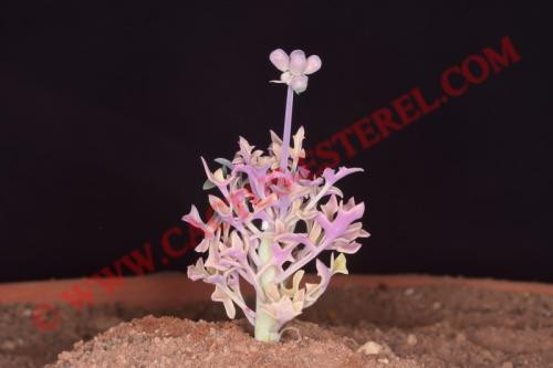 Senecio articulatus 'Candlelight'