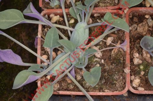 Senecio articulatus f. globosa
