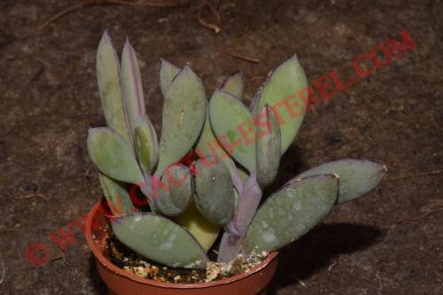 Senecio crassissimus
