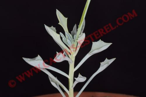Senecio kleiniformis