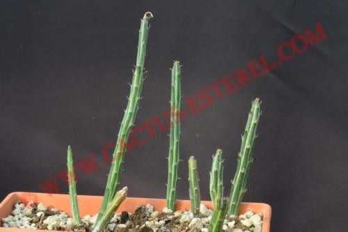 Senecio stapeliiformis