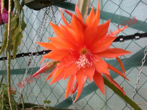 Epiphyllum 'Clementina'