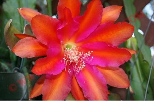 Epiphyllum 'Kona Coast'