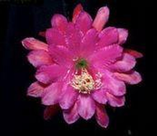 Epiphyllum 'Malcho's Beauty'