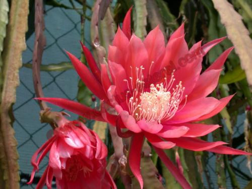 Epiphyllum 'Maryland'