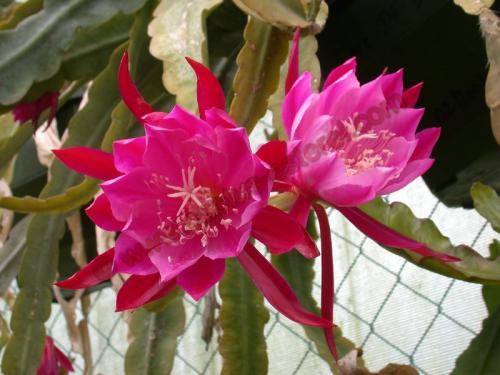 Epiphyllum 'Mme de Laett'