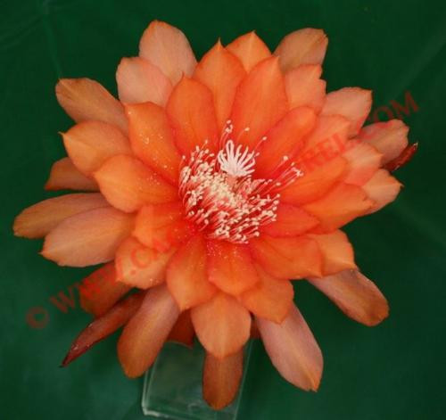 Epiphyllum 'Perry J.'