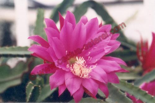 Epiphyllum 'Professor Ebert'