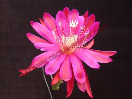 Epiphyllum 'R.W. Pointdexter'