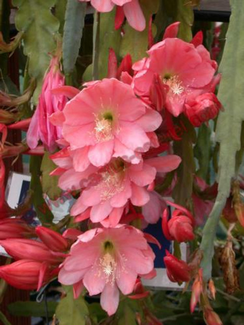 Epiphyllum 'Rose Queen'