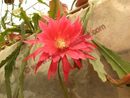 Epiphyllum 'Winston'